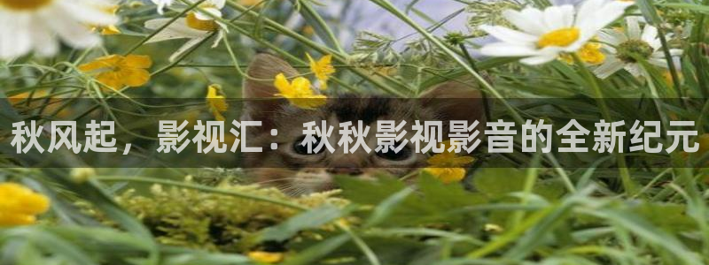 孙悟空学艺视频：秋风起，影视汇：秋秋影视影音的全新纪元